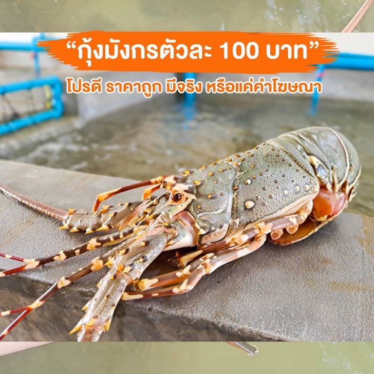 ฟาร์มกุ้งมังกรกรุงเทพ
