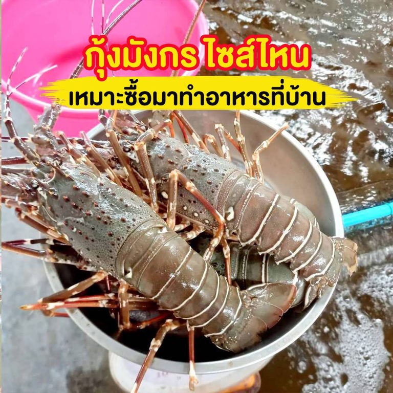 ขายกุ้งมังกร